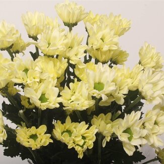 Freshy Spray Chrysantheme "Chic Cream" | Farbe: Gelb | Länge ± 70 Zentimeter | Pro 10 Stiele frische Blumen