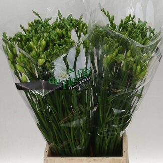 Freshy Doppelblütige Freesie “Versailles” | Farbe: Weiß | Länge ± 54 centimeter | Pro 50 Stiele frische Blumen