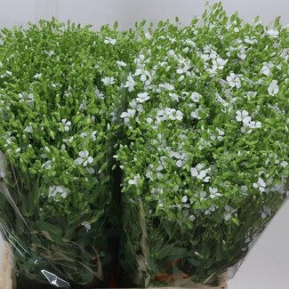 Freshy Saponaria Saponaire | Couleur: Blanc | Longueur ± 70 centimeter | Par 5 bouquets