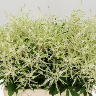 Freshy Astilbe Japonica “Washington” | Couleur: Blanc | Longueur ± 60 centimeter | Par 10 tiges fleurs fraîches