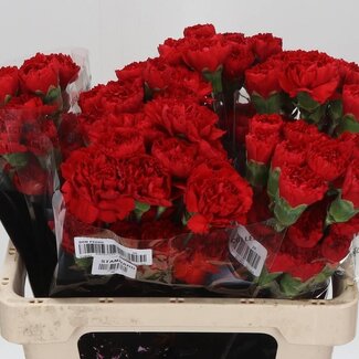 Freshy Kurze Nelke “Don Pedro” | Farbe: Rot | Länge ± 55 centimeter | Pro 20 frische Blumen