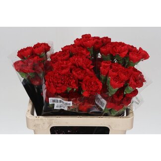Freshy Kurze Nelke “Don Pedro” | Farbe: Rot | Länge ± 55 centimeter | Pro 20 frische Blumen