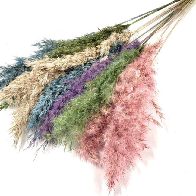 Plumes de pampas séchées en tons pastel | Longueur ± 70 centimètres | Par 10 branches