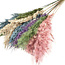 Plumes de pampas séchées en tons pastel | Longueur ± 70 centimètres | Par 10 branches