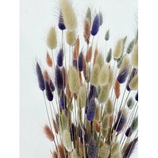 MyFlowers Boeket droogbloemen Lagurus "Pastel Mix" | Lengte ± 65 centimeter | Gewicht ± 100 gram