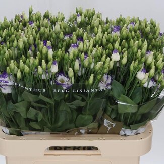 Freshy Eustoma Lisianthus Double “Rosi Blue Picotee” | Colour: White | Length ± 70 centimeter | Per 10 stems fresh flowers