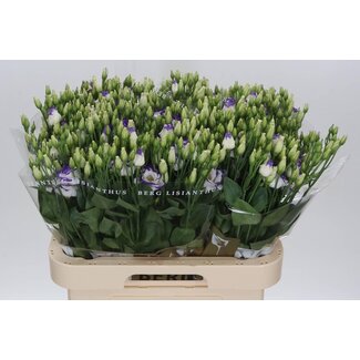 Freshy Eustoma Lisianthus Double “Rosi Blue Picotee” | Colour: White | Length ± 70 centimeter | Per 10 stems fresh flowers