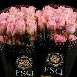 Freshy Large-flowered Rose “Luciano” | Colour: Pink | Length ± 60 centimetre | Origin Ecuador | Per 20 fresh roses