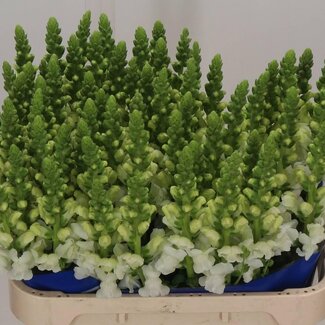 Freshy Antirrhinum Löwenmäulchen “Poto White” | Farbe: Weiß | Länge ± 75 centimeter | Pro 10 Stiele frische Blumen