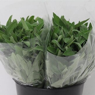 Freshy Salvia 200gr (p. bos)
