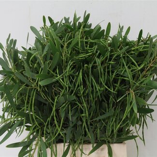 Freshy Mimosa Longifoglia Bes 400gr (p. bos)
