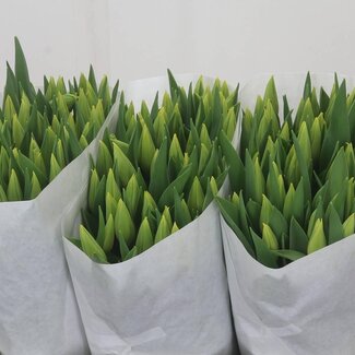 Freshy Tulp enkel Strong Gold