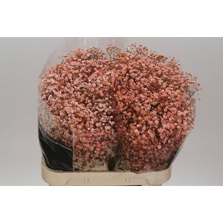 Freshy Gypsophila Baby's breath “Coral“ Colour-treated | Colour: Coral-coloured | Length ± 80 centimeter | Per 25 stems fresh flowers