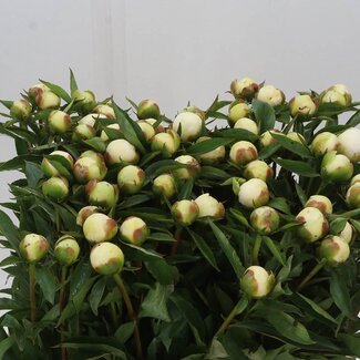 Freshy Paeonia L Duches D Nemo