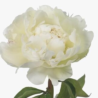 Freshy Paeonia L Ivory Victory Xxl