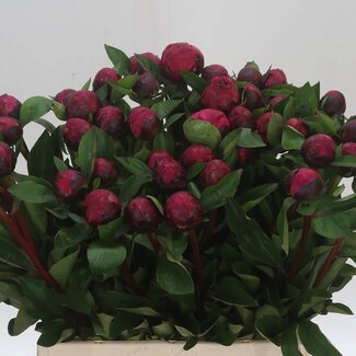 Freshy Paeonia L Red Sarah Bernhardt