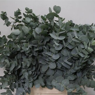 Freshy Eucalyptus Cinerea Sa 300gr (p. bos)