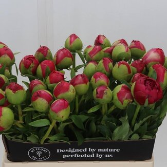 Freshy Paeonia Pfingstrose L “Com Performance” | Farbe: Rosa | Länge ± 60 centimeter | Pro 10 frische Pfingstrosen