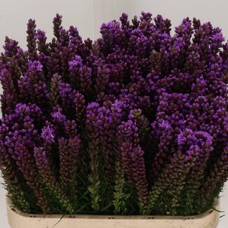 Freshy Liatris Callilepis Gayfeather | Colour: Purple | Length ± 80 centimeter | Per 10 stems fresh flowers