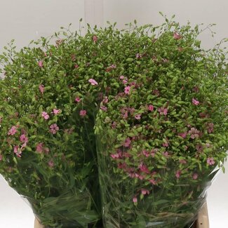 Freshy Saponaria Zeepkruid | Kleur: Roze | Lengte ± 70 centimeter | Per 5 bossen