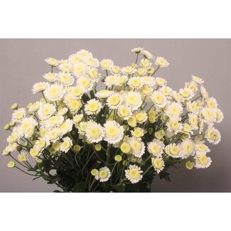 Freshy Spray chrysanthemum Chrysanthemum “Stallion” | Colour: White | Length ± 70 centimeter | Per 10 stems fresh flowers