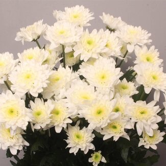 Freshy Spray Chrysantheme "Euro" | Farbe: Weiß | Länge ± 70 Zentimeter | Pro 10 Stiele frische Blumen
