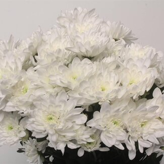 Freshy Spray Chrysantheme "Pina Colada" | Farbe: Weiß | Länge ± 70 Zentimeter | Pro 10 Stiele frischer Blumen