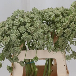 Freshy Ferula Blanc | Couleur : Blanc | Longueur ± 80 centimeter | Par 5 tiges de fleurs fraîches
