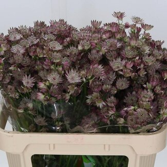 Freshy Astrantia Zeeuws Knoopje “Star Of Africa” | Colour: Purple | Length ± 70 centimetre | Per 25 stems fresh flowers