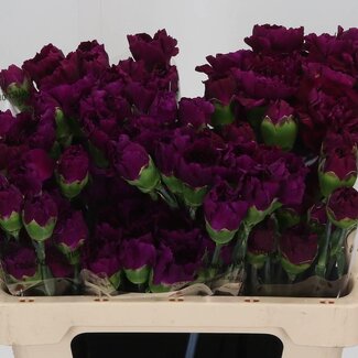 Freshy Kurze Nelke “Golem” | Farbe: Lila | Länge ± 55 centimeter | Pro 20 frische Blumen