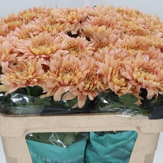 Freshy Deco Chrysanthemum Chrysanthemum “Kalimba Salmon” | Colour: Orange Pink | Lengte ± 70 centimeter | Per 10 fresh flowers