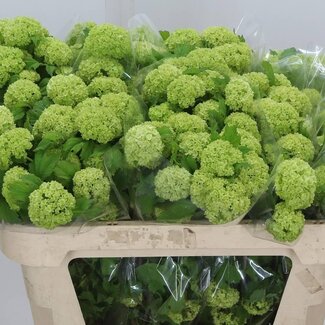 Freshy Viburnum Boule de neige 2 Têtes | Couleur: Blanc | Longueur ± 80 centimeter | Par 10 fleurs fraîches