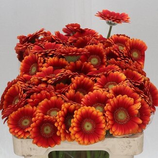Freshy Germini Aqua “Juanita” | Colour: Red | Length ± 50 centimetres | Per 20 fresh flowers
