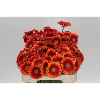 Freshy Germini Aqua “Juanita” | Couleur: Rouge | Longueur ± 50 centimètre | Par 20 fleurs fraîches