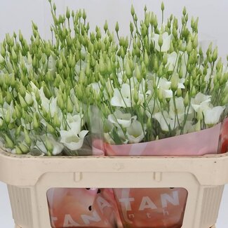 Freshy Eustoma Lisianthus Einfachblütig “Botanic White” | Farbe: Weiß | Länge ± 70 centimeter | Pro 10 Stiele frische Blumen
