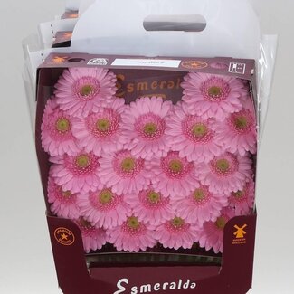 Freshy Gerbera Mi Aqua “Kimsey” | Farbe: Rosa | Länge ± 45 centimeter | Pro 20 frische Blumen