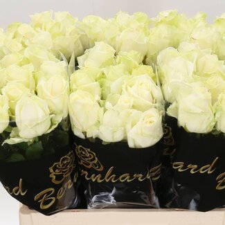 Freshy Roses “Avalanche” Premium | Couleur: Blanc | Longueur ± 60 centimeter | Par 10 roses