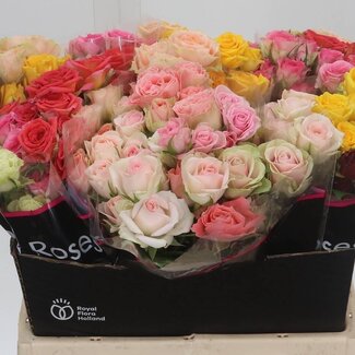 Freshy Holländische Straußrose Mixed | Farbe: Mixed Colours | Länge ± 40 Zentimeter | Pro 20 frische Rosen