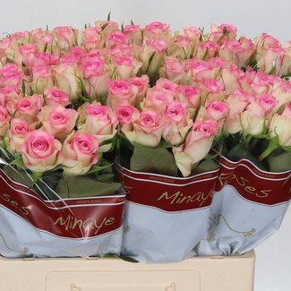 Freshy Roses “Lovely Jewel” | Colour: Pink | Length ± 60 centimeter | Per 20 roses