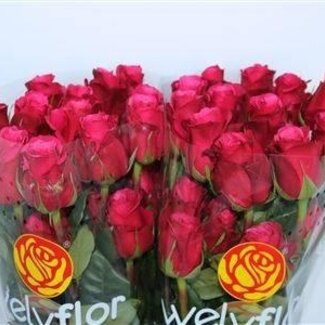 Freshy Roos “Cherry-O” | Kleur: Roze | Lengte ± 50 centimeter | Per 25 rozen