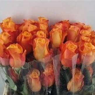 Freshy Roos “Aloha” LL | Kleur: Oranjegeel | Lengte ± 50 centimeter | Per 25 rozen