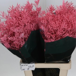 Freshy Limonium “Skylight” Farbbehandelt | Farbe: Rosa | Länge ± 70 centimeter | Pro 25 Stiele frische Blumen