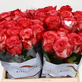 Freshy Rozen “Icon” | Kleur: Rood | Lengte ± 40 centimeter | Per 20 rozen