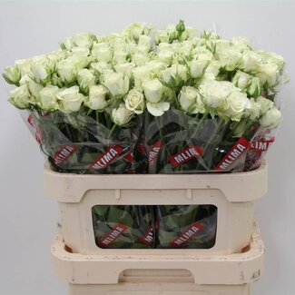 Freshy Trosroos “Snowflake” | Kleur: Wit | Lengte ± 80 centimeter | Per 15 rozen