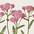 Achillea (Yarrow)