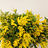 Acacia (Mimosa)