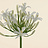 Agapanthus (Lily of the Nile)