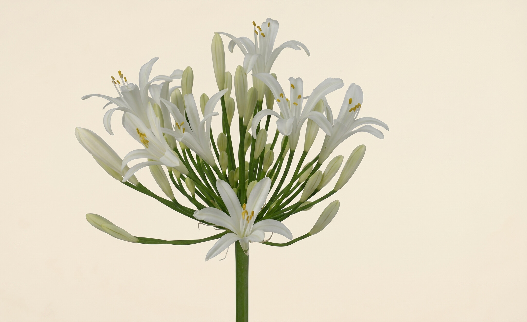 Agapanthus (Liefdesbloem): Zomerse Allure | MyFlowers.shop