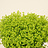 Alchemilla (Lady's Mantle)