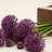 Allium (Ornamental Onion)